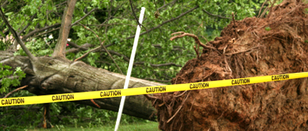 Emergency Tree Removal Services